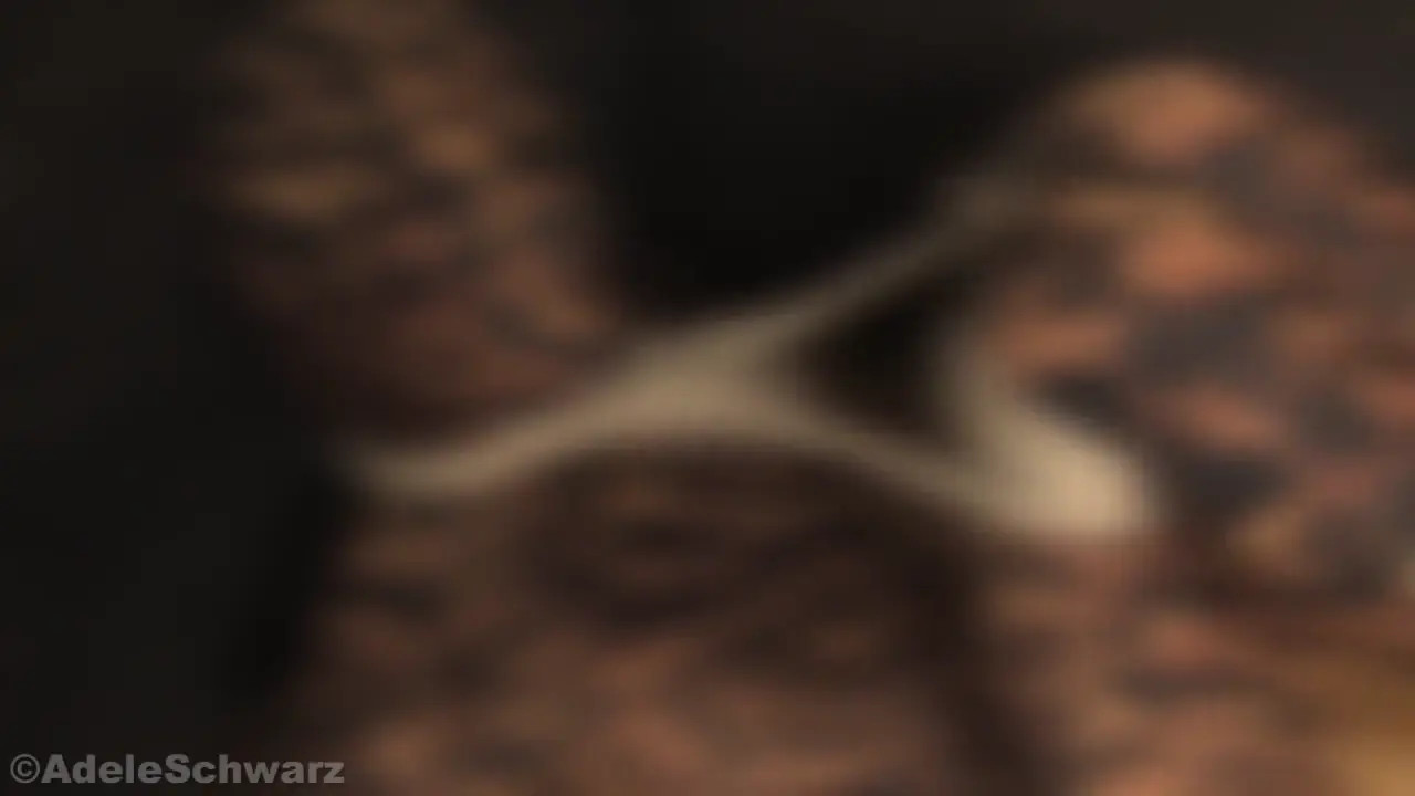 New Bondage Scene: leopard shinny - Stream & Download HD | BondageVid.com