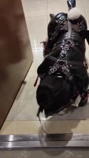 K9 Training
