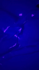 Blue vacbed